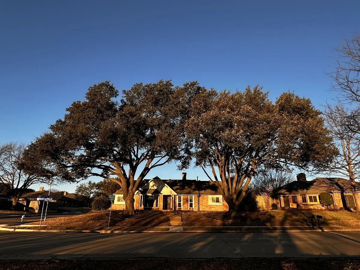 Established residential canopy tree shading a home in Haines